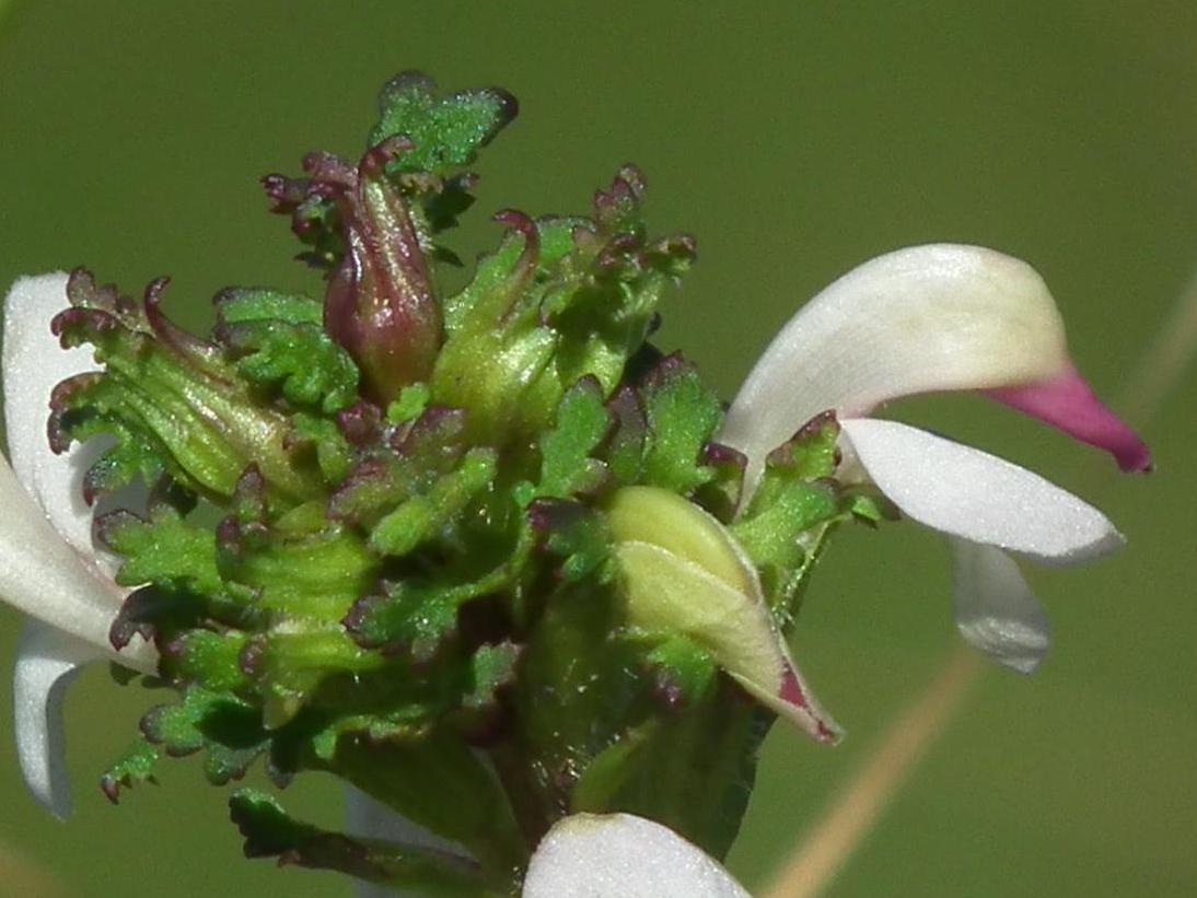 cfr. Pedicularis adscendens x Pedicularis rostratocapitata